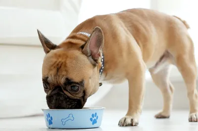 Hill's PD d/d Food Sensitivities сухой корм для собак при пищевой аллергии  с уткой и рисом 12 кг