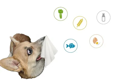 Сухой корм для собак, при пищевой аллергии Brit GF Veterinary Diet  Hypoallergenic (лосось) - Интернет-магазин Zooparadise