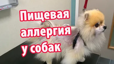 Что такое аллергия на корм у собак, и как она проявляется? - Питомцы Mail.ru