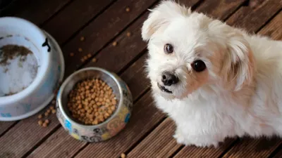Пищевая аллергия у собак | Hill's: наука о питомцах | Дзен