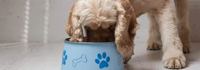Аллергия на корм у собаки: симптомы, диагностика, диета - Питомцы Mail.ru