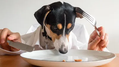 Аллергия на корм у собак – Mon-Mon
