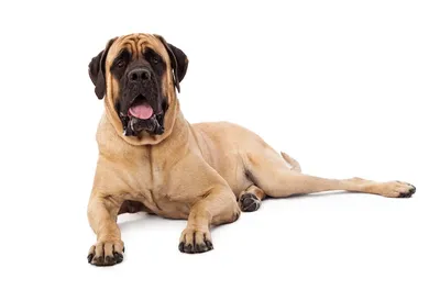 Dog Chow Sensitive | Сухой корм с лососем для собак склонных к аллергии