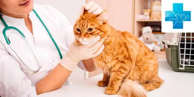Аллергия на кошек: симптомы, лечение, как проявляется