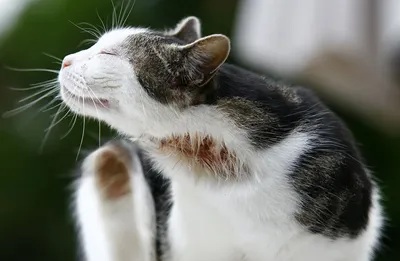 Аллергия у кошек: причины, симптомы и лечение - Кошки обзор на Gomeovet
