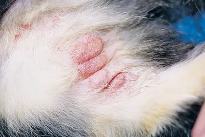 Аллергия у кошек: причины возникновения и методы лечения