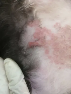 У азиатки с чиханием тканей аллергия на кота Стоковое Фото - изображение  насчитывающей иносказательных, заболевание: 135669480