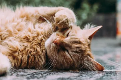 Может ли быть аллергия на кошек у грудничка | ZooCats | Дзен