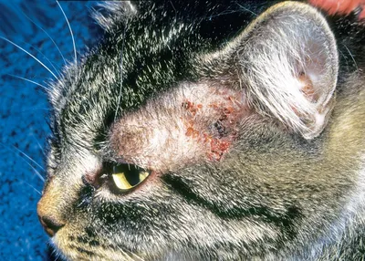 Аллергия на кошек: симптомы, диагностика и лечение