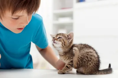 Аллергия у котов на сухой корм, что самое аллергенное