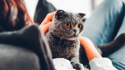 Аллергия на кошек… Уверены? | Интернет магазин журналов \"Мой любимый киоск\"
