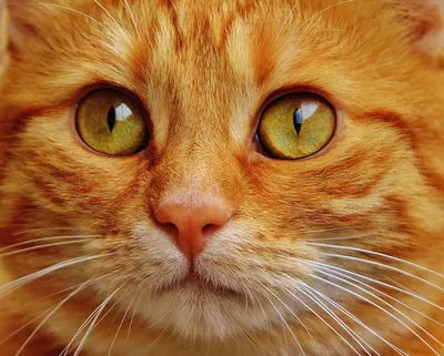 Аллергия у кошек: причины, симптомы, лечение - блог Зоомапы