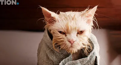 Аллергия на кошек, возможные симптомы, методы лечения