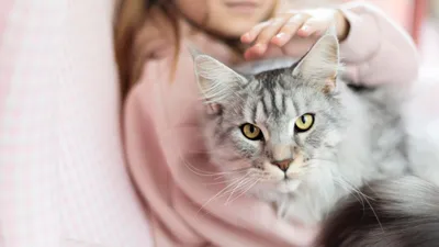 Может ли у младенцев быть аллергия на кошек? Что вы должны знать |  КотоВедение | Дзен