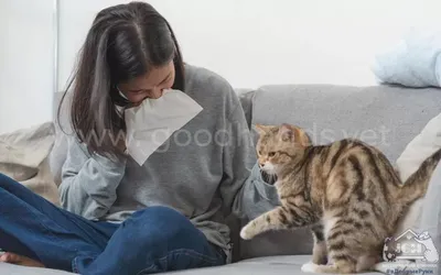 Аллергия на кошек у ребенка и взрослого: от симптомов до лечения