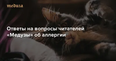 Приходили в слезах, потому что врач сказал выкинуть кота». Можно ли  навсегда избавиться от аллергии - Газета.Ru