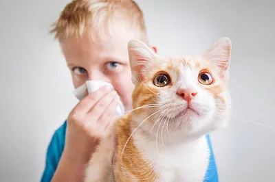Аллергия на кошек у ребенка - признаки, причины, народные методы лечения