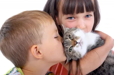 Аллергия на кошек у взрослых и детей: симптомы, лечение, профилактика