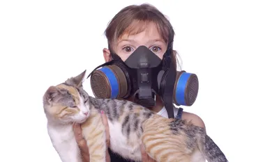 Хорошая новость для тех, у кого аллергия на кошек Производители корма  придумали, как сделать саму 🐈 гипоаллергенной — Meduza