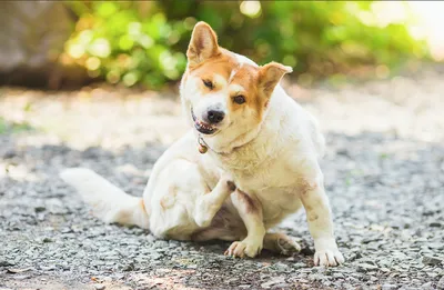 Аллергия на окружающую среду у собак: атопический дерматит - Ветеринар  Карлсруэ - Центр мелких животных Арндт
