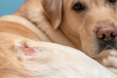 Гиперпигментация кожи у собак и шерсти - Syndrome-Kushinga