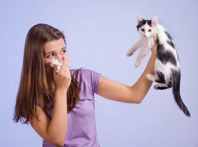 Аллергия на кошек | Purina Pro Plan