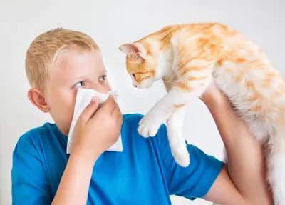 История про собаку или аллергия на животных у ребёнка (часть-1) | Четыре  лапы, влажный нос | Дзен