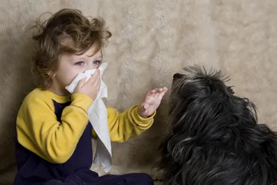 Как проявляется аллергия на собак у детей: что делать | WDAY