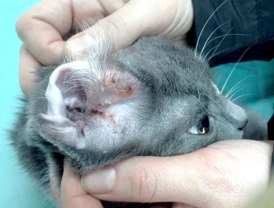 Симптомы аллергии на корм у котенка - ветклиника \"Кот Матроскин\"