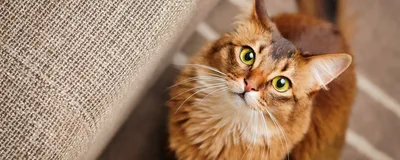 Аллергия на кошек: симптомы, лечение - 2019 - Zenamoda.ru | Лечение,  Животные, Раздражители
