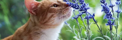 Аллергия у кошек - как проявляется, чем лечить и чем кормить