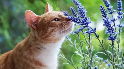 Аллергия на укус блох у кошек, чем опасна и как лечить