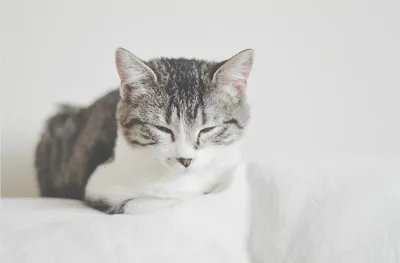 Болячки, язвочки и коросты у кошки: причины, симптомы и лечение