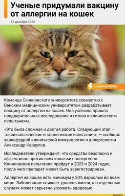 На какие корма у кошек аллергия? | Блог зоомагазина Zootovary.com