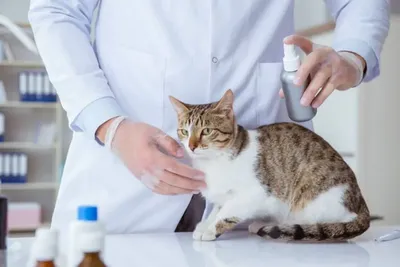Лишай у кошек: как определить в домашних условиях, лечение, признаки