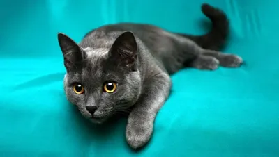 Акне у кошек на подбородке: лечение, причины, фото, симптомы