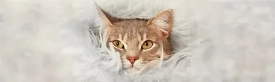 Аллергия на кошек почему возникает - объяснение врача | РБК Украина