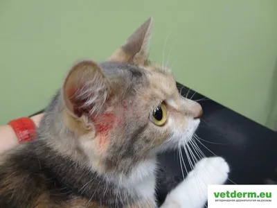 Аллергия у кошек: причины возникновения и методы лечения