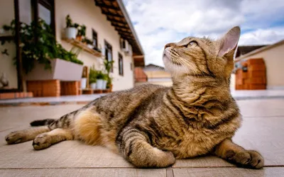 Аллергия у кошек | Ваши Питомцы