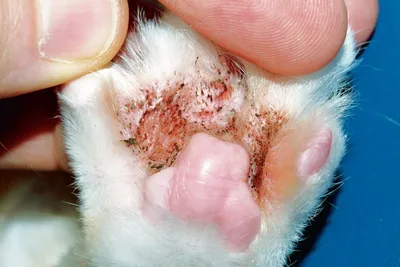 Аллергия у кошек: общие аллергены и методы лечения аллергии | БУДЬТЕ  ЗДОРОВЫ | Дзен