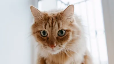 Как лечить аллергический ринит у кошки?
