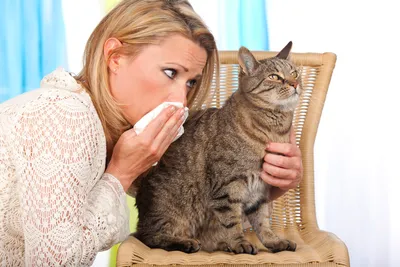 🐱От чего может быть аллергия у кошки | Нос, хвост, лапы | Дзен