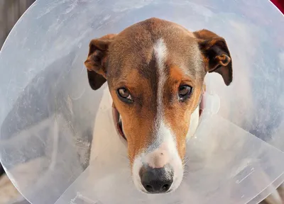 Аллергия у Собак – Симптомы и Лечение