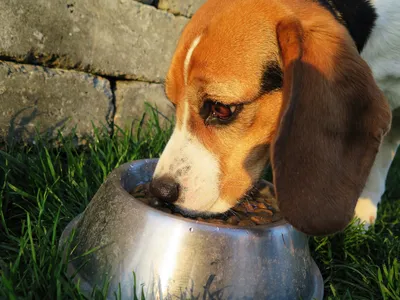 Пищевая аллергия у собак: симптомы, диагностика, лечение | Husse Украина