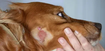 Аллергия у собак – Mon-Mon