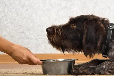 Собака расчесывает кожу - основные причины и профилактика | Royal Canin UA