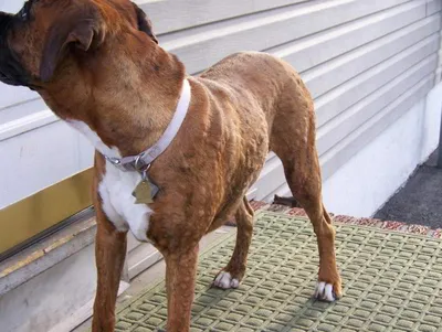 Лечение экземы (кожной болезни) у собак в ветклинике Живаго в Омске