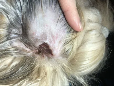 Вынужденная косметическая операция на ушах у собаки.