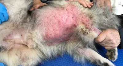 Аллергия у собак симптомы фото 