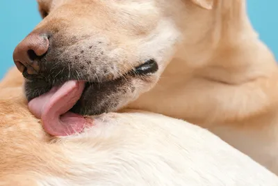 Пищевая аллергия у собак.